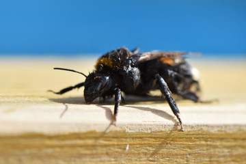 Wet bumblebee (genus Bombus) after saving from pool