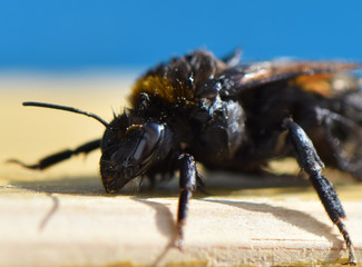 Wet bumblebee (genus Bombus) after saving from pool