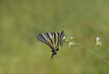Erik  kırlangıçkuyruk kelebegi   Iphiclides podalirius    © mylasa
