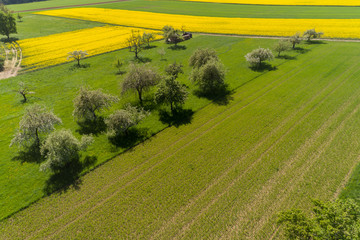 Luftbild blühende Rapsfelder im Frühling