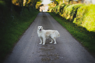Purebred white golden retriever in the middle of a country road