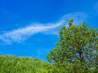 Obraz premium Frisches Grün im Frühling
