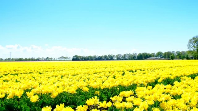 Yellow tulips in a field during a beautiful spring day
