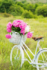 White retro bicycle with basket full of peonies in nature in spring. Natural lighting, no retouch.