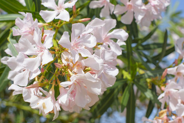 branches of pink oleander