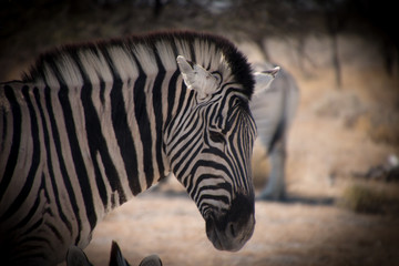 Close up of a zebra 