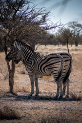 Obraz premium Close-up of two zebras in the shade under trees during the midday sun at Ethosa National Park