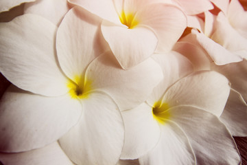Obraz premium Plumeria Flower, Tropical Flower, Summer Flower, Wooden Table
