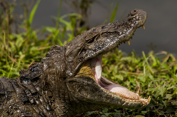 Jacaré de boca aberta