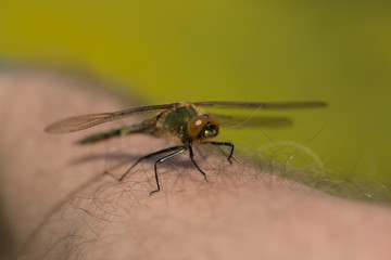 Frisch geschlüpfte Falkenlibelle