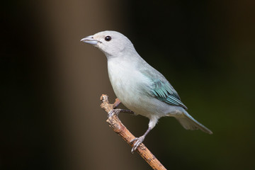 sanha&ccedil;u-cinzento ( Tangara sayaca )