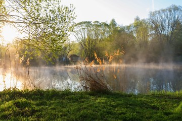 Golden grass in sunrise on river bank.