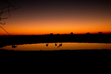 Sunset in Africa Etohsa at National Park, Okaukuejo,