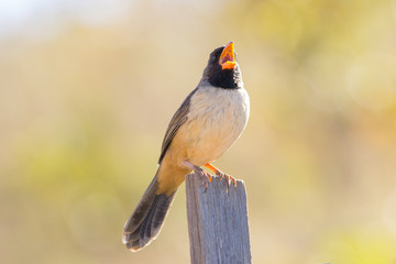 batuqueiro  ( Saltatricula atricollis )