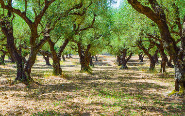 The olive grove.