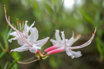 Rhododendron 6