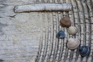 Muscheln auf Holz