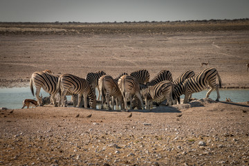 Fototapeta na wymiar zebras are drinking in a circle at the waterhole, Ethosa National Park