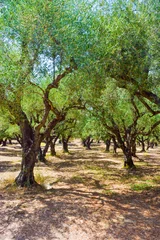 Crédence de cuisine en verre imprimé Olivier The olive grove.