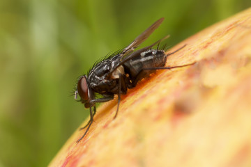 macro shot  of the home fly on the apple.