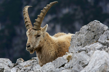 Alpensteinbock