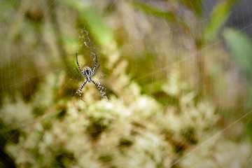 beautiful spider web in the early morning.