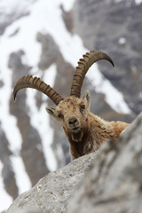 Alpensteinbock