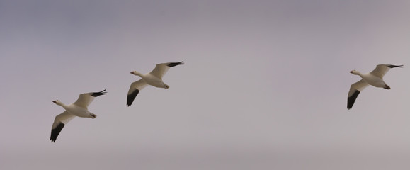 Fototapeta premium Snow geeses flying to the Arctic