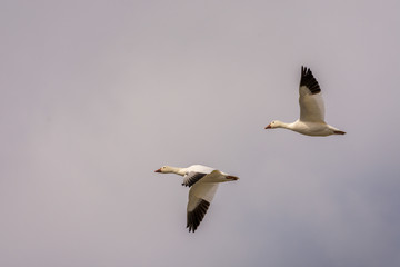 Snow geeses flying to the Arctic