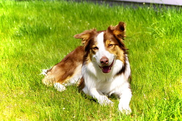 Rusty white Border Collie