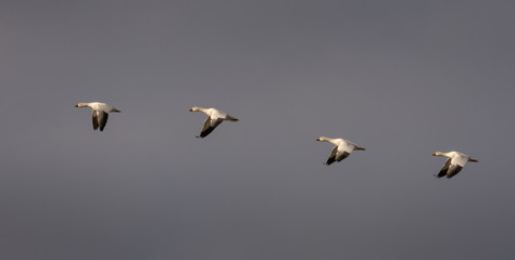 Snow geeses flying in formation