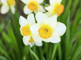 Spring. A bright sunny day. Narcissus flower closeup.