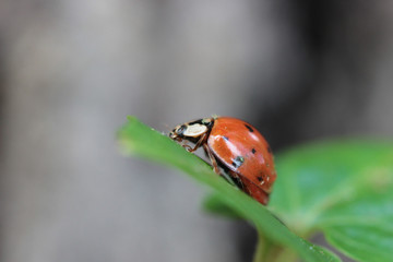 Ladybug 3