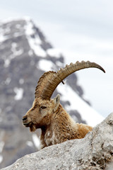 Alpensteinbock