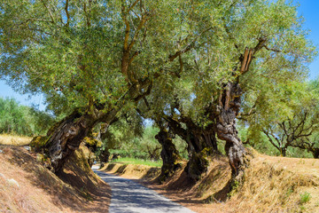 The olive grove.