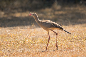 seriema ( Cariama cristata )