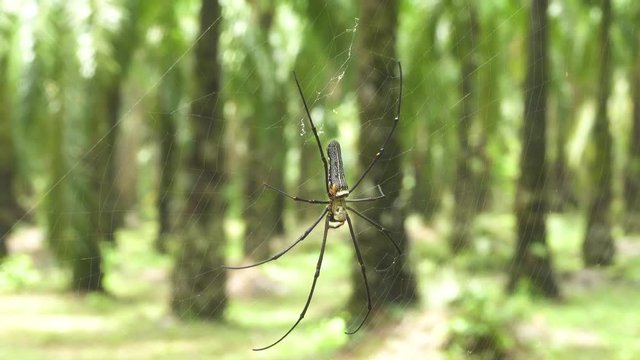 CLOSE UP: Two spiders standing still on cool cobweb sway in the strong wind. Small orange spider crawls over the larger black spider standing still on its beautiful web in the middle of exotic forest.