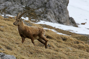Alpensteinbock
