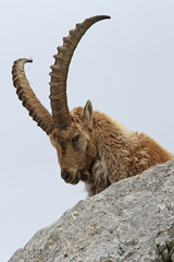 Alpensteinbock