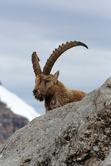 Alpensteinbock