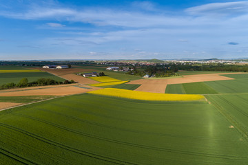 Fototapeta premium Blühende Rapsfelder im Frühling