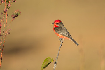 príncipe ( Pyrocephalus rubinus )