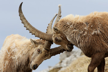 Steinbock