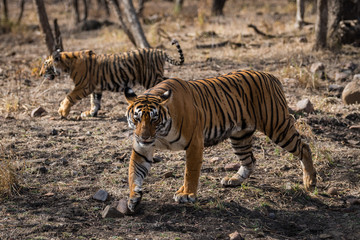 Tigress with her cub on morning stroll, Ranthambore National Park