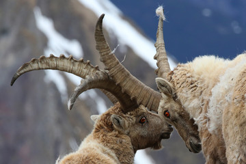 Steinbock