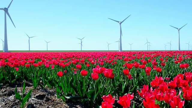 Red tulips in a field with wind turbines in the background