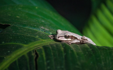 Masked tree frog 