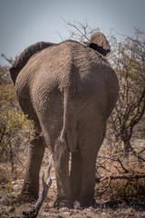 African bull elephant strolling into the busch at Ethosa National Park