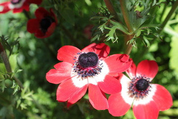 Red anemones in a spring flower bed.