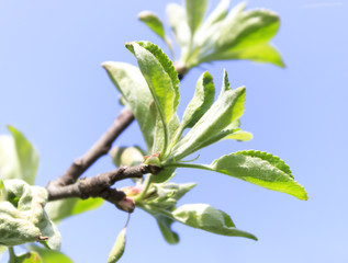 Spring, bright and sunny day. The apple tree is just beginning to blossom. Leaves close-up.